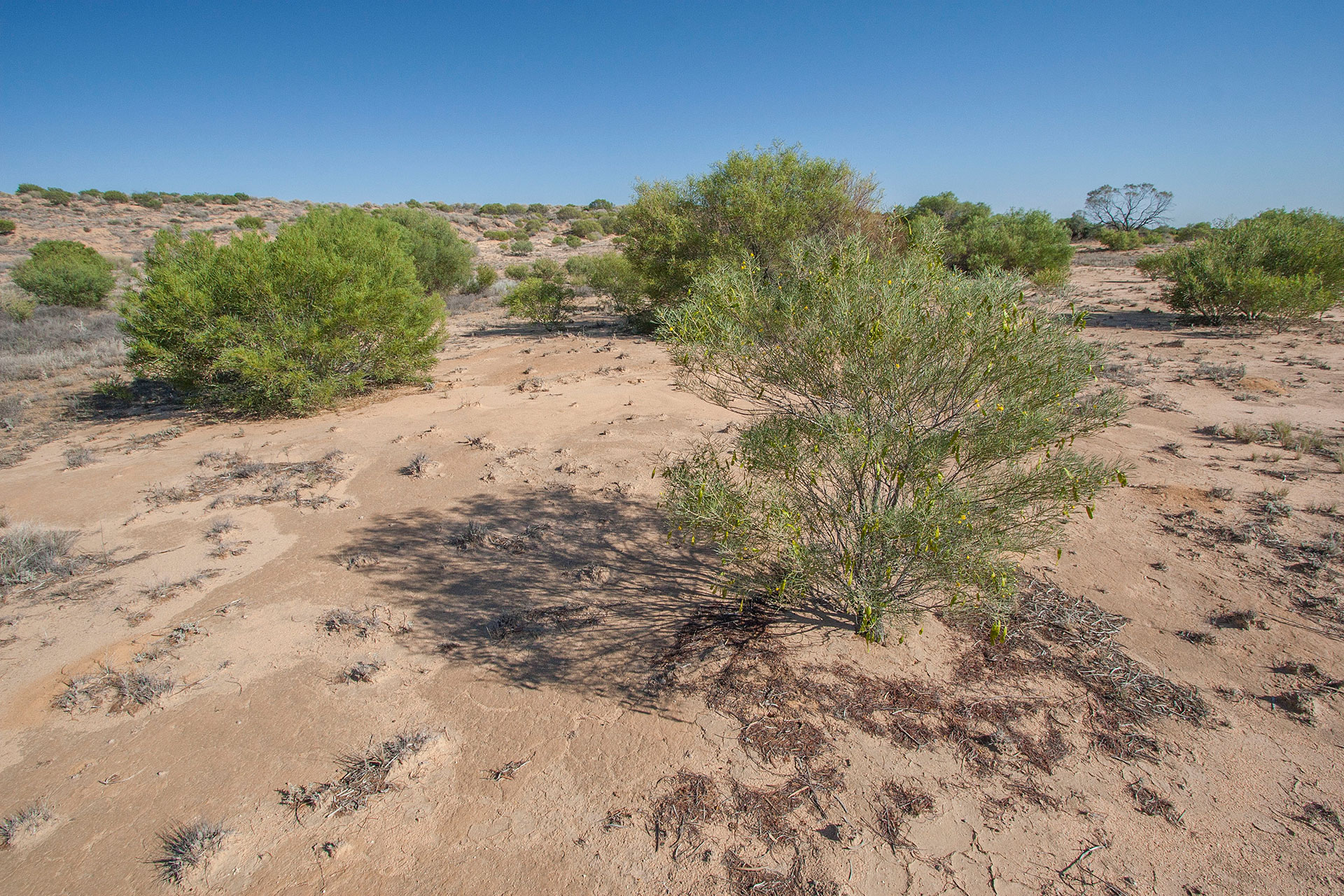 Dune vegetation.