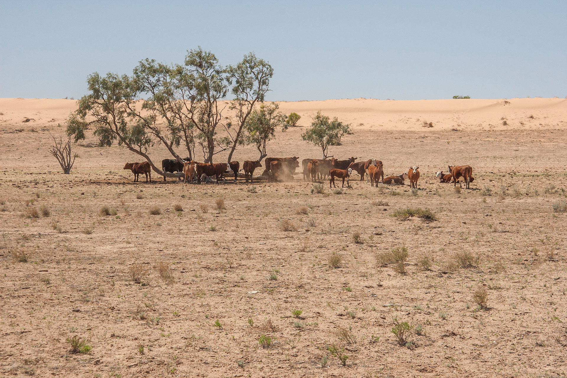 The surrounding cattle is seeking shade.