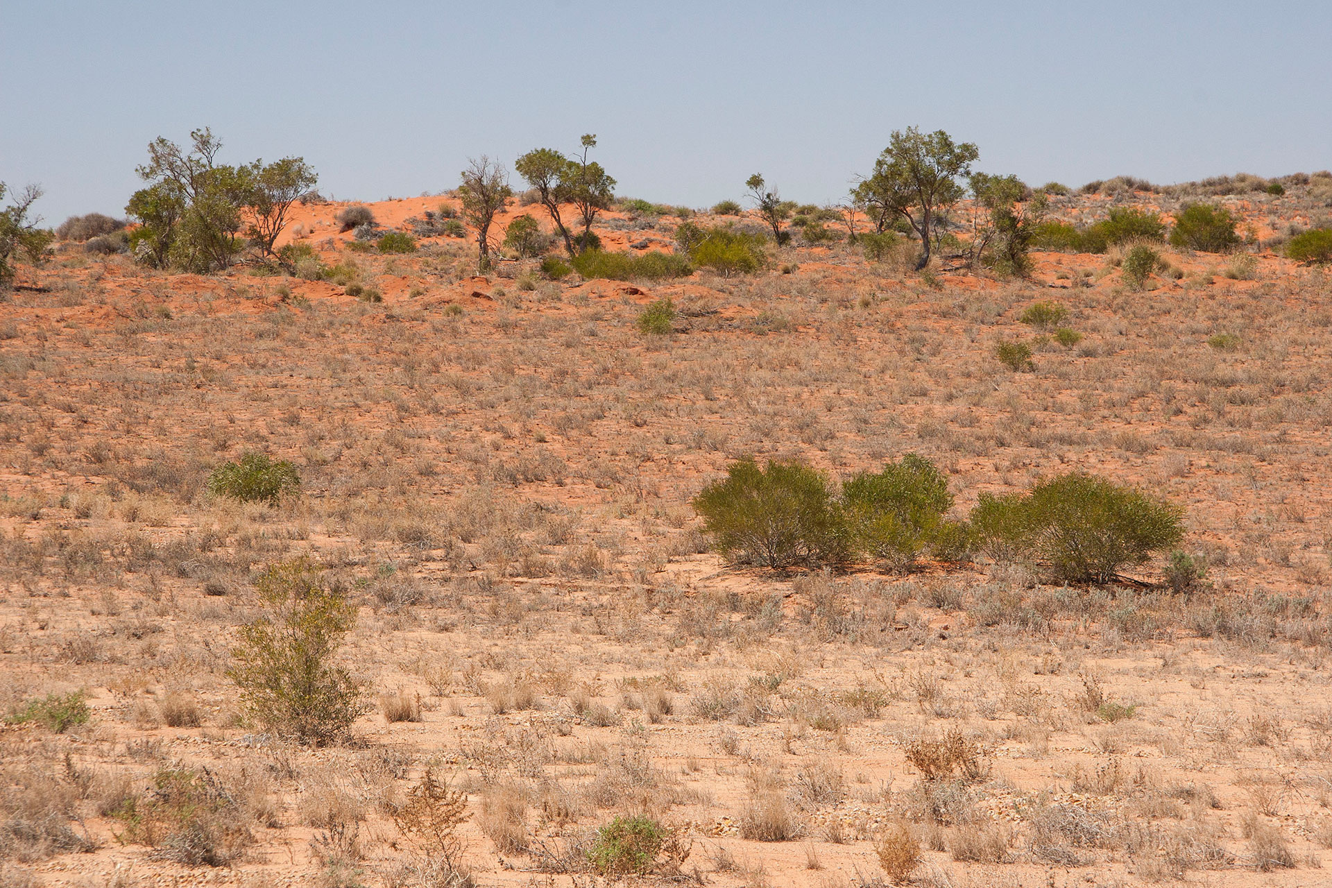 The redder dunes.