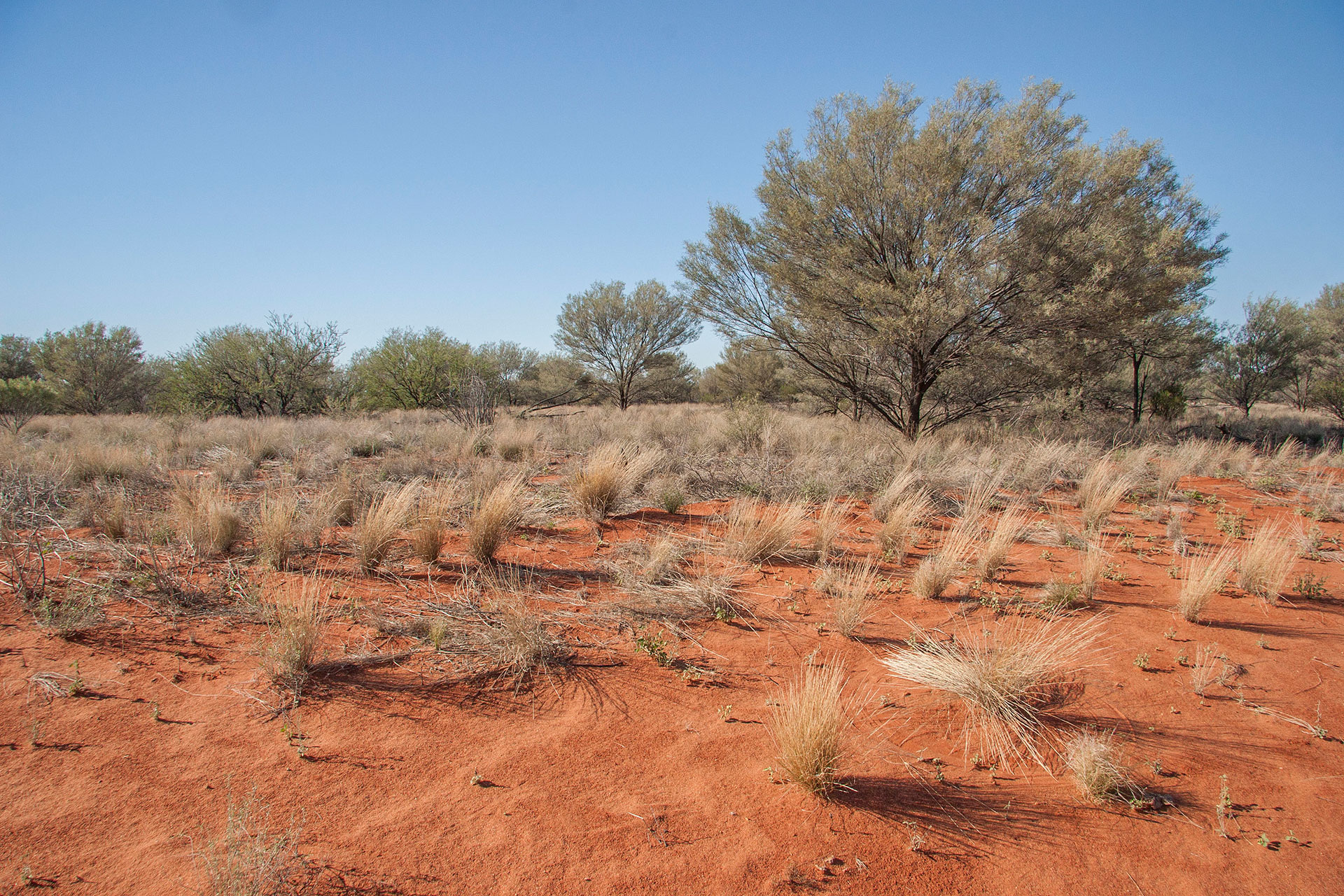 Mulga scrubs.