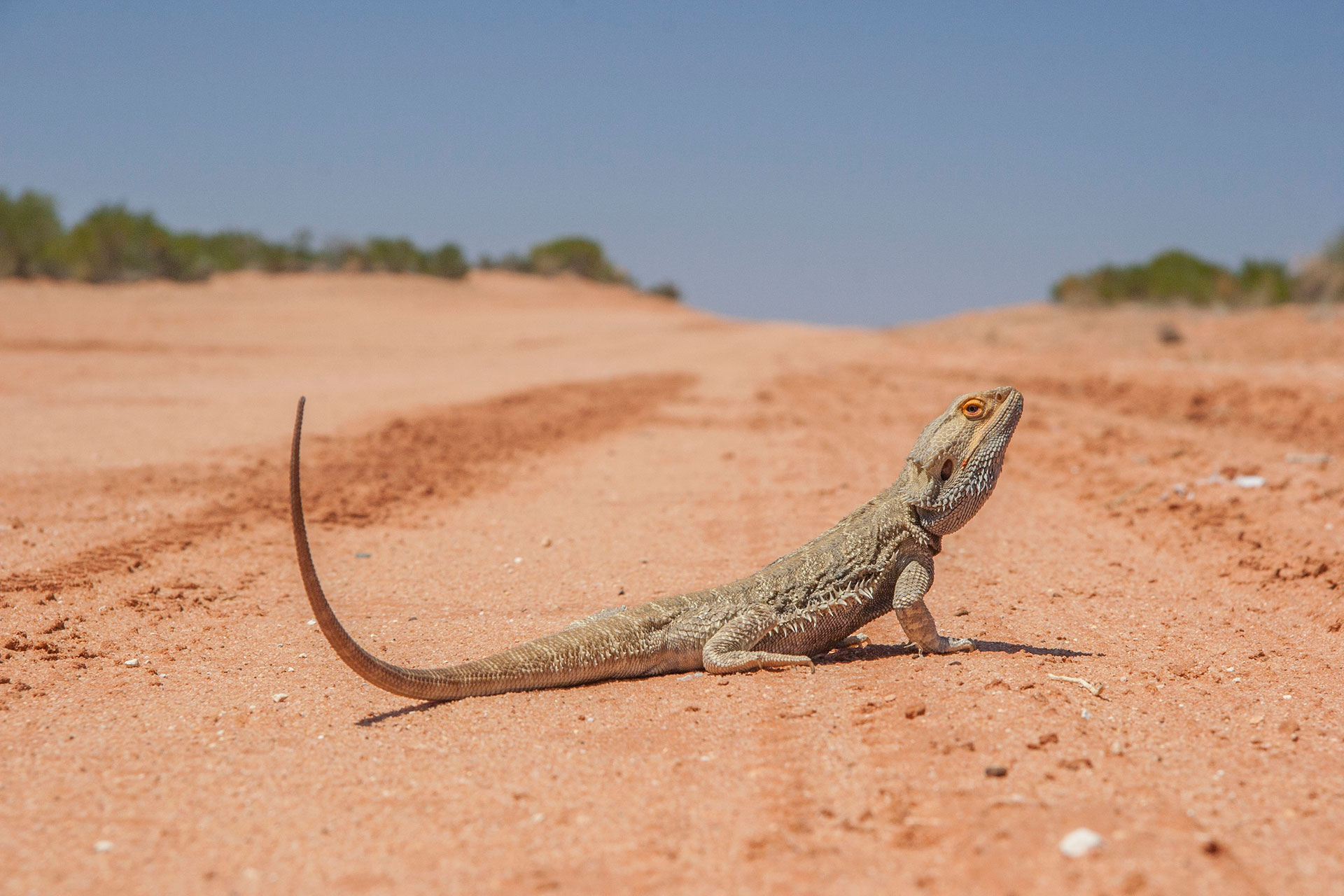 The dragon of the desert.