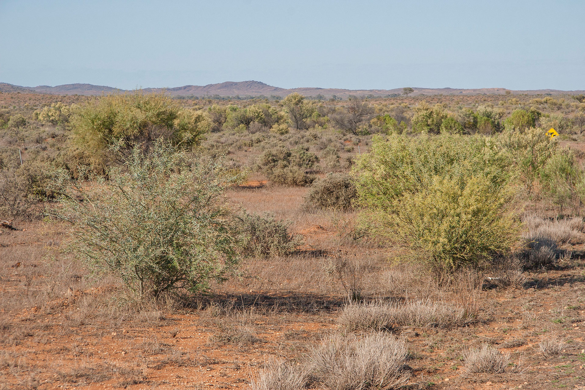 Shrubland in spring.