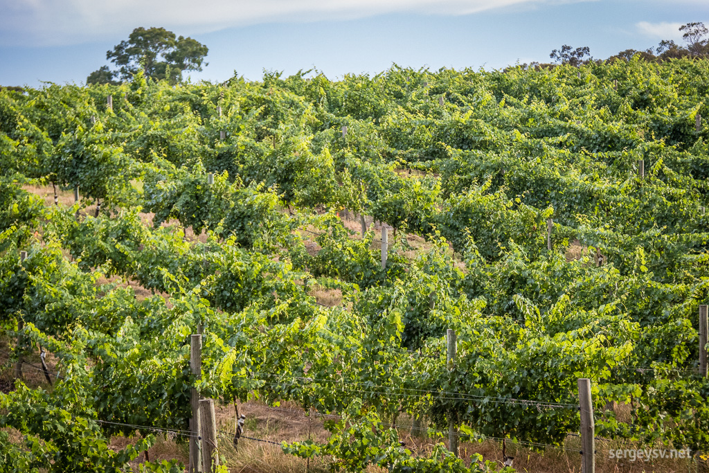 Some vineyard just outside Adelaide.