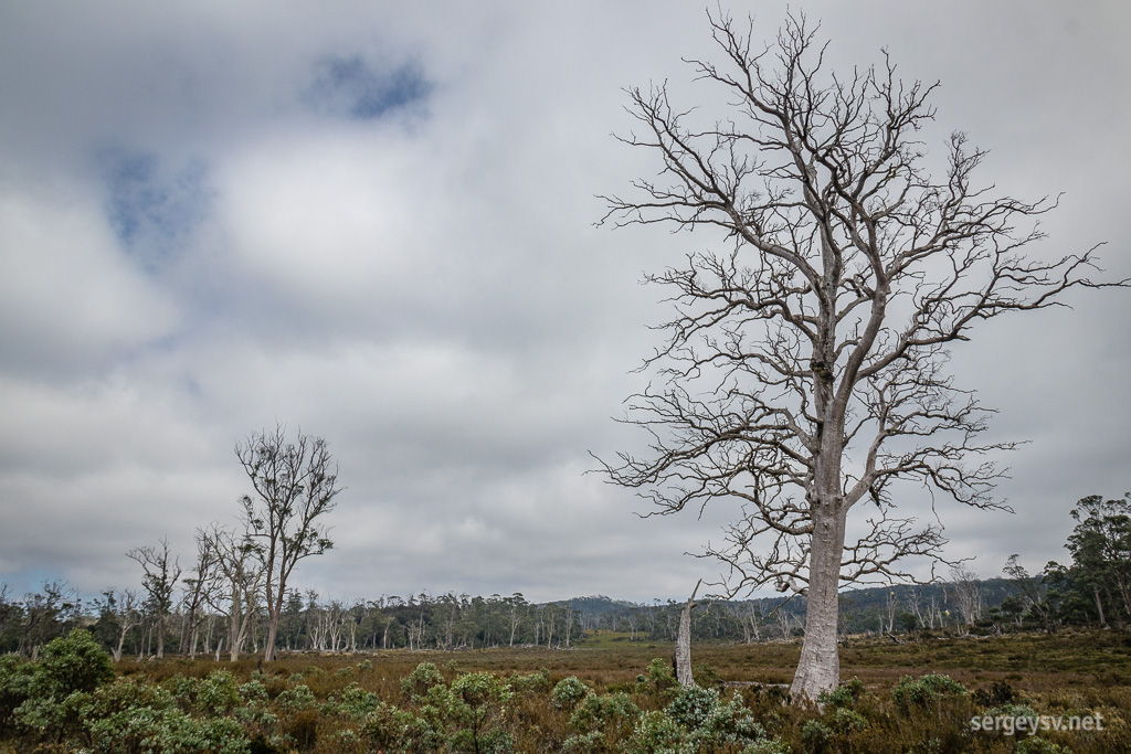 The alpine-looking gums.