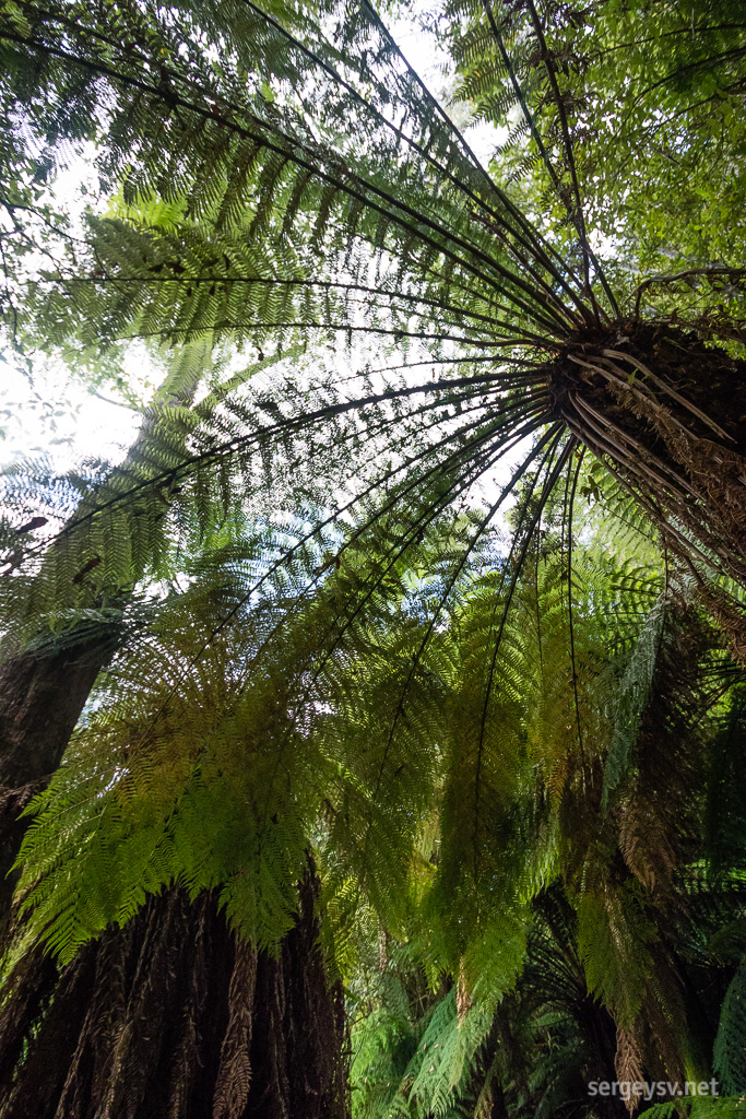 Tree ferns.