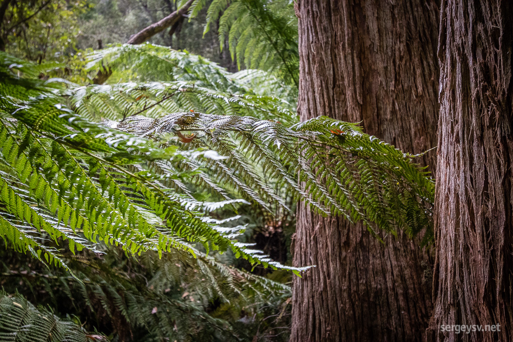 Fern forest.