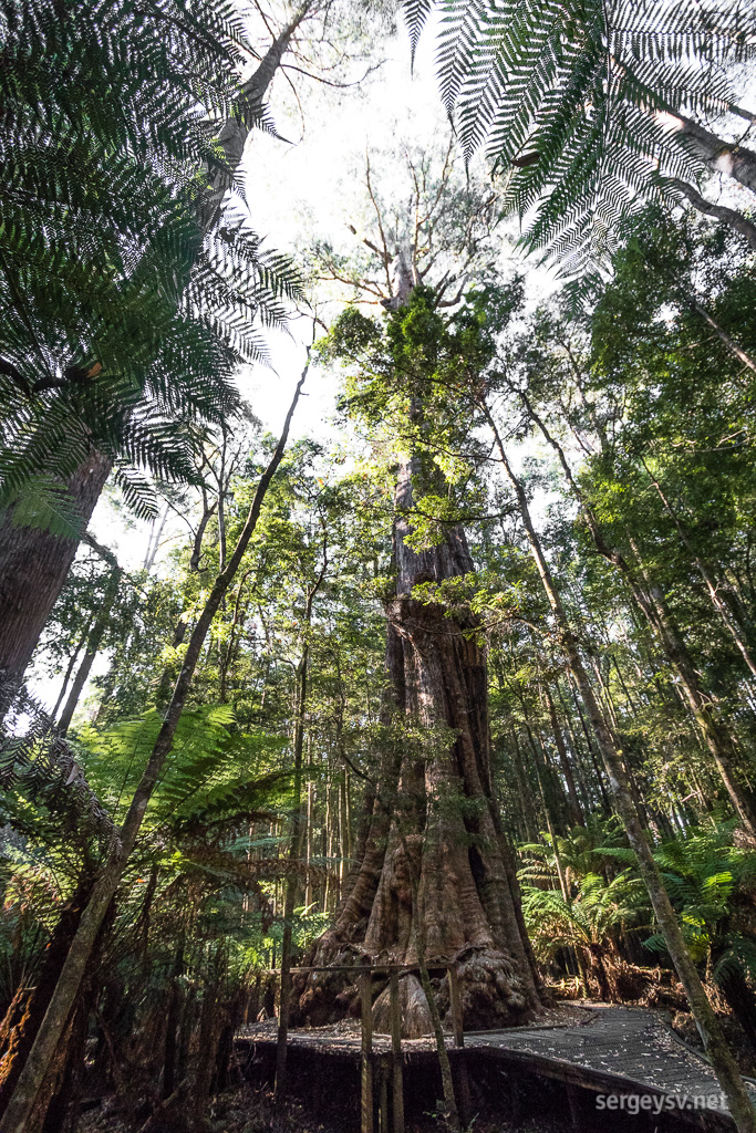 The Big Tree.