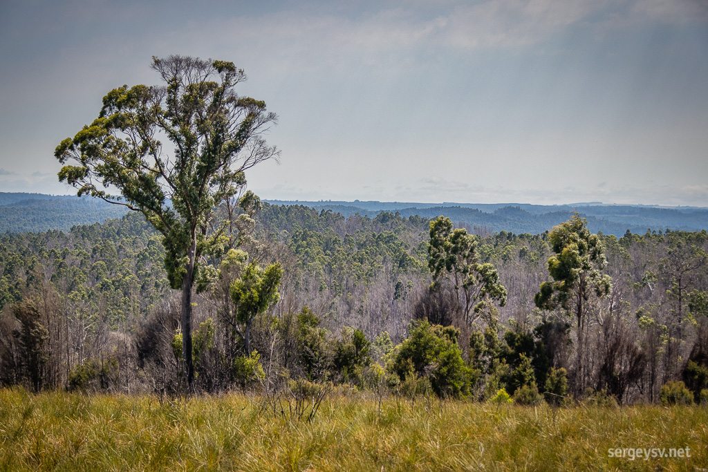 The forest looks quite different, indeed.