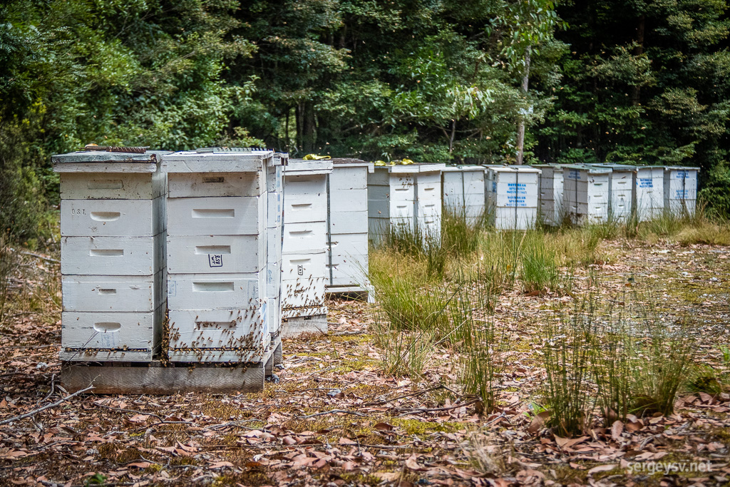 Roadside beehives.