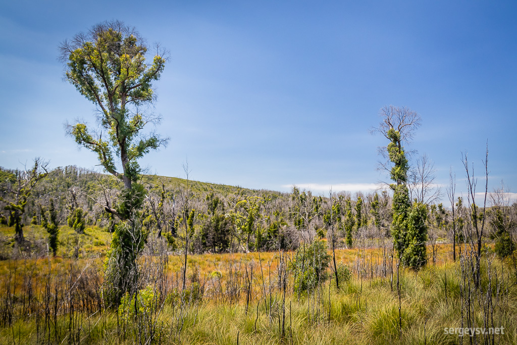 Some cool-shaped trees.