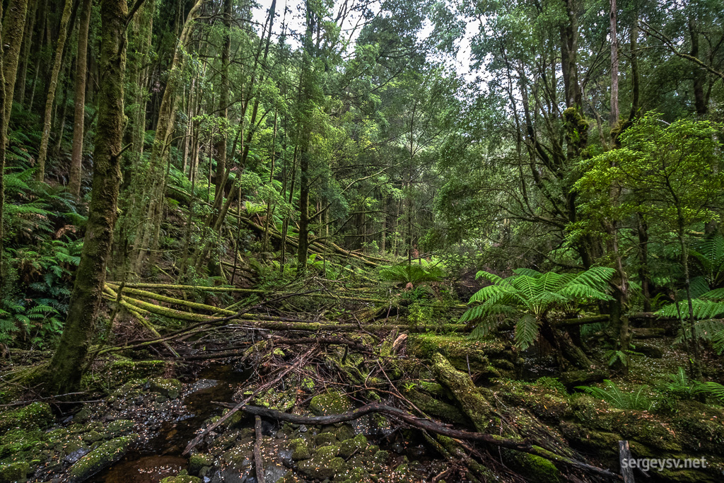 On the way to Nelson Falls.