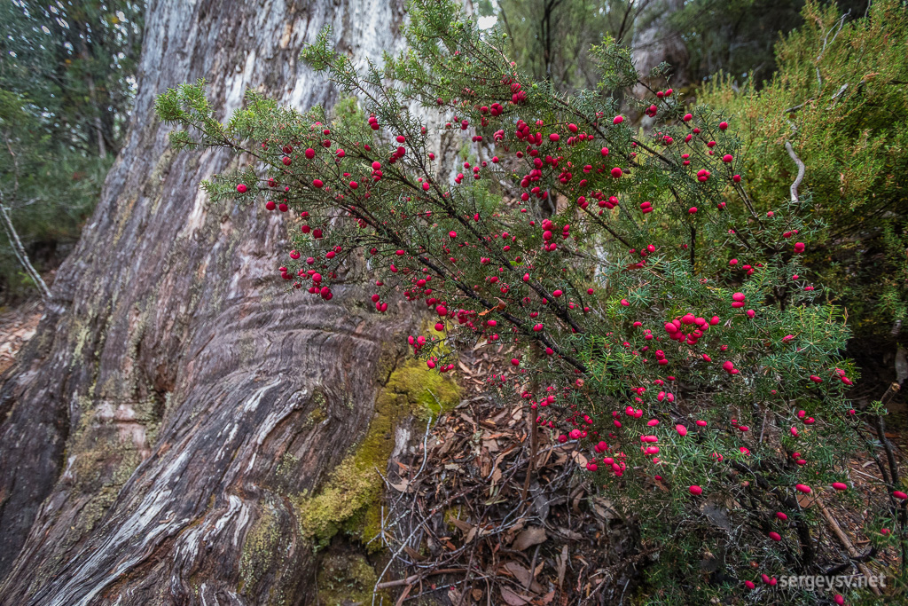 Some bright-looking berries.