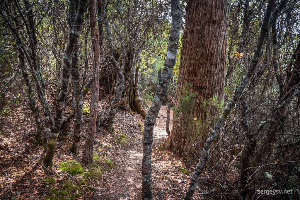 A walk through the forest.