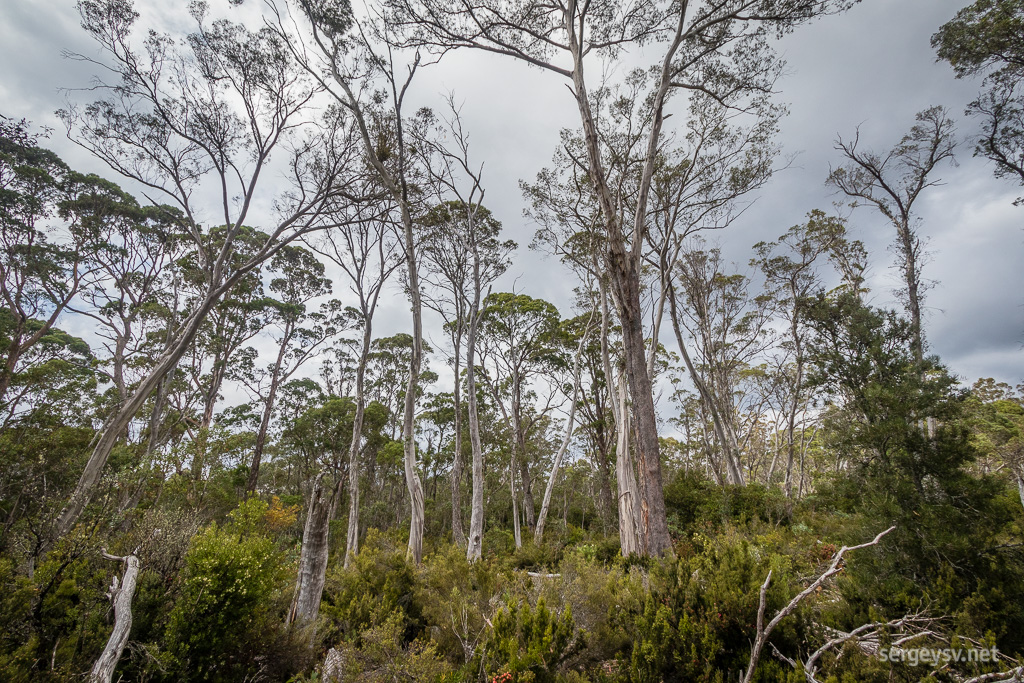 Some very temperate forest.