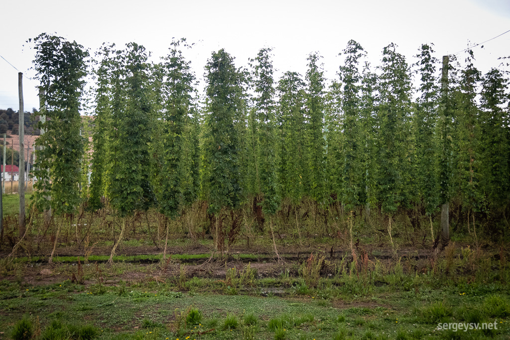 Hop plants.