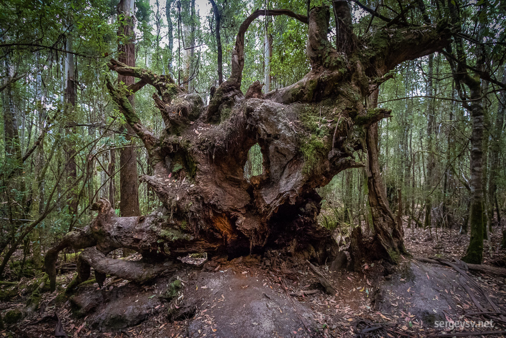 Some impressive roots.