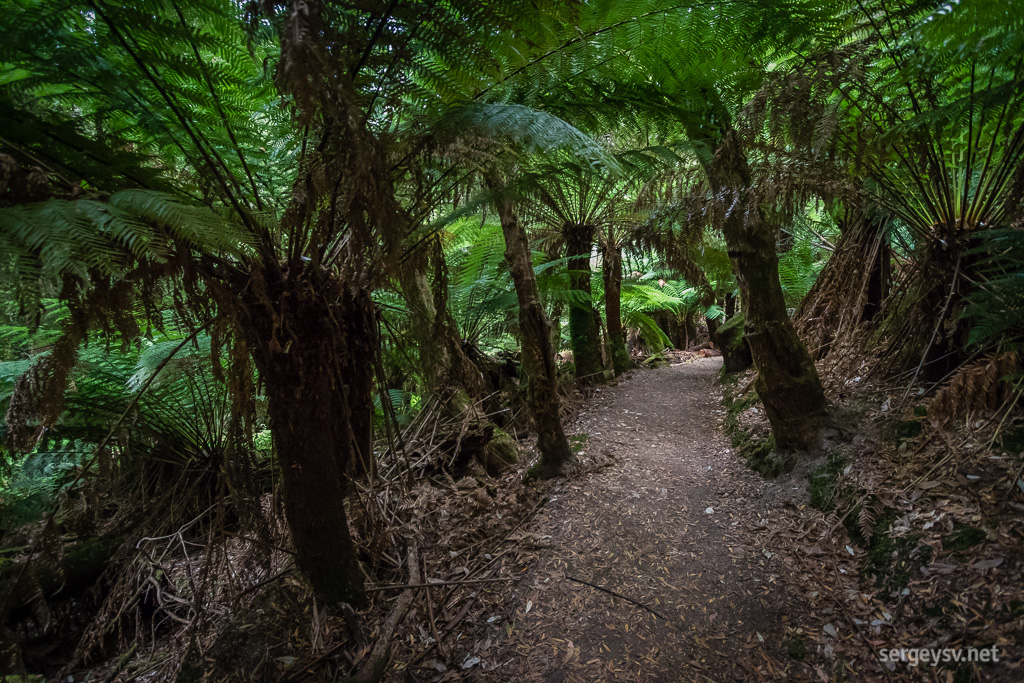 A walk amongst the tree ferns.