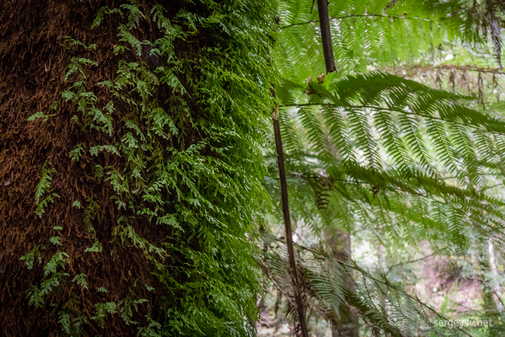 Fern growth.