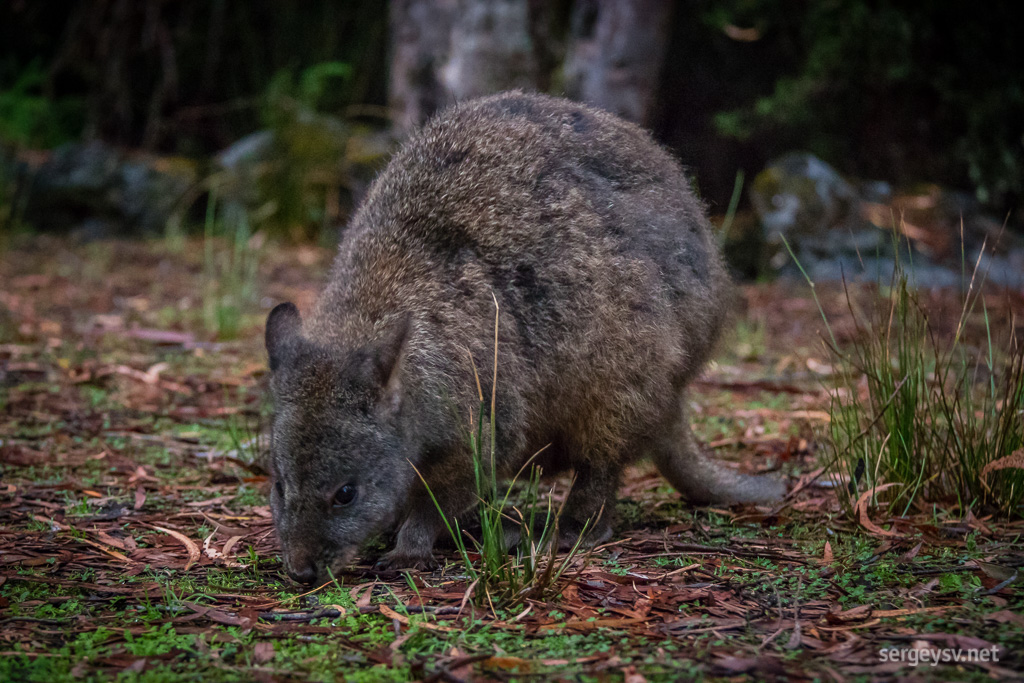 A pademelon, camper’s best friend.