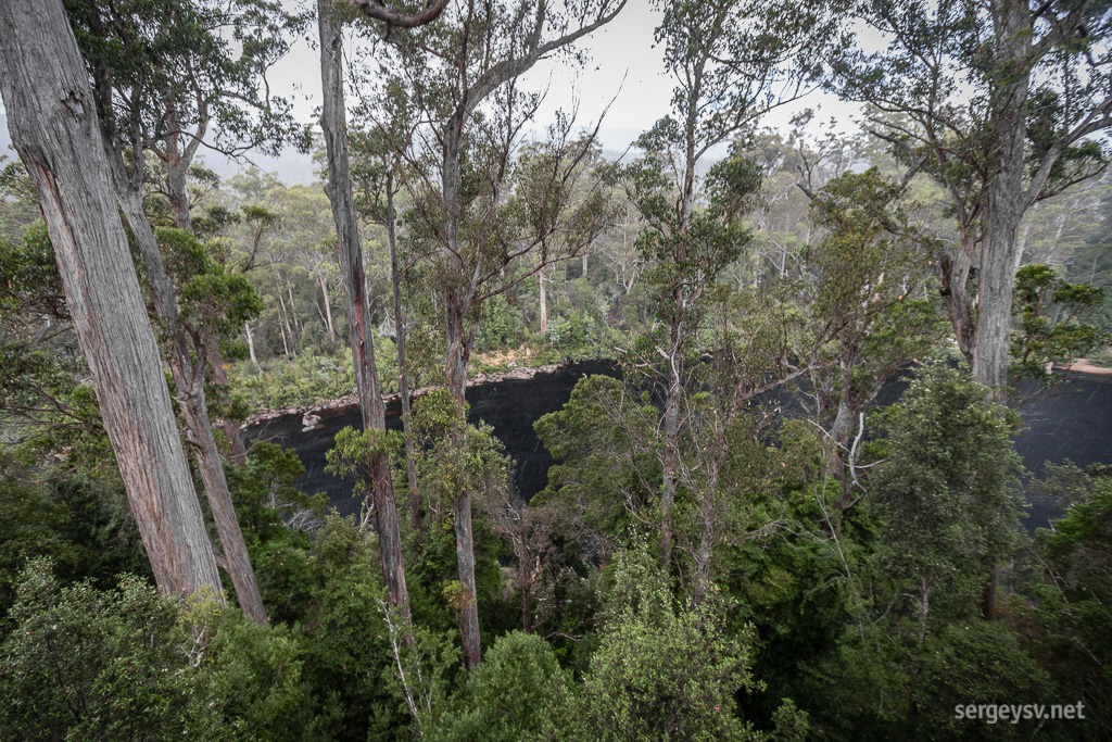 Looking through the canopy.