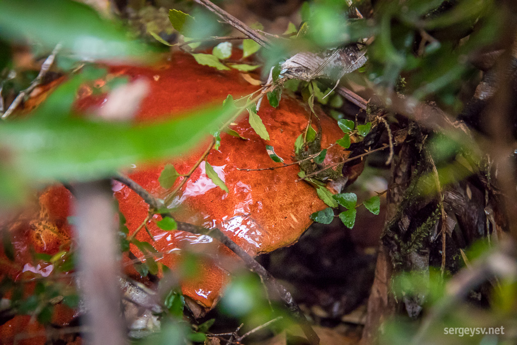 A mushroom next to the footpath. Looks edible.