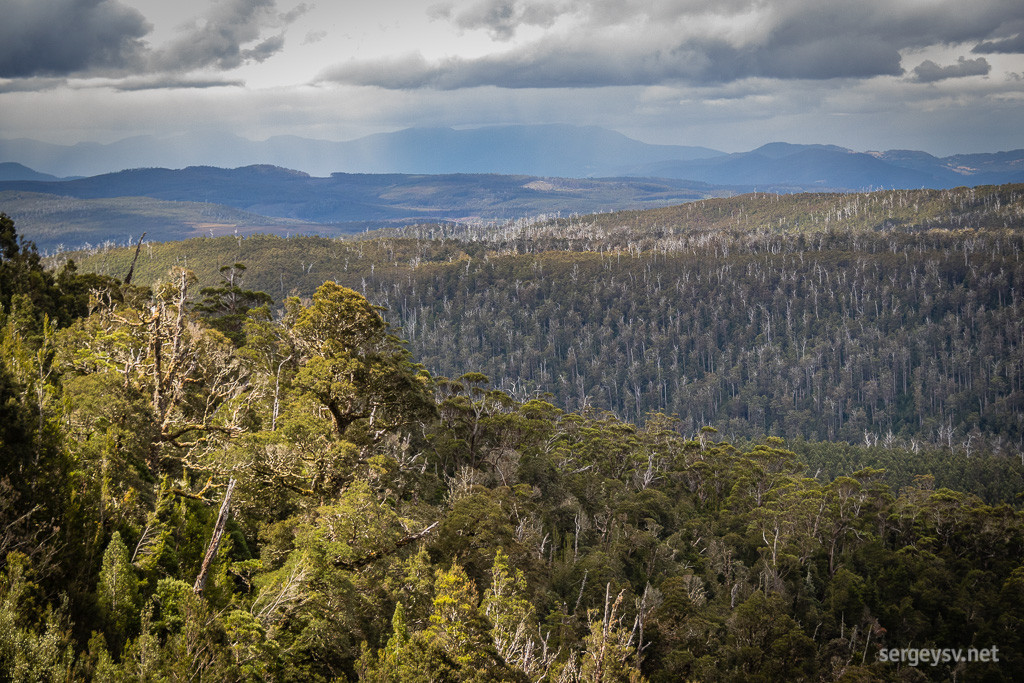 The alpine-looking forest.