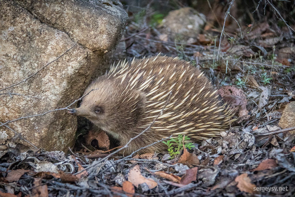 A roadside echidna.