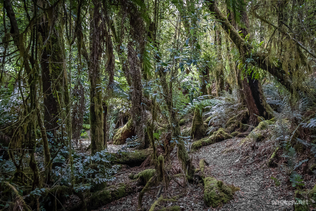 Lots of moss, all right.