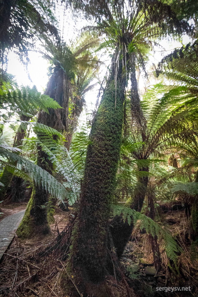 Impressive tree ferns.