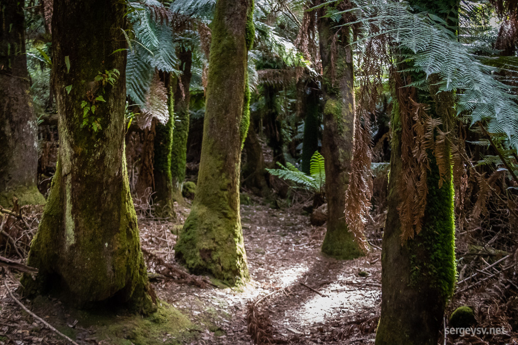 The forest in the morning.