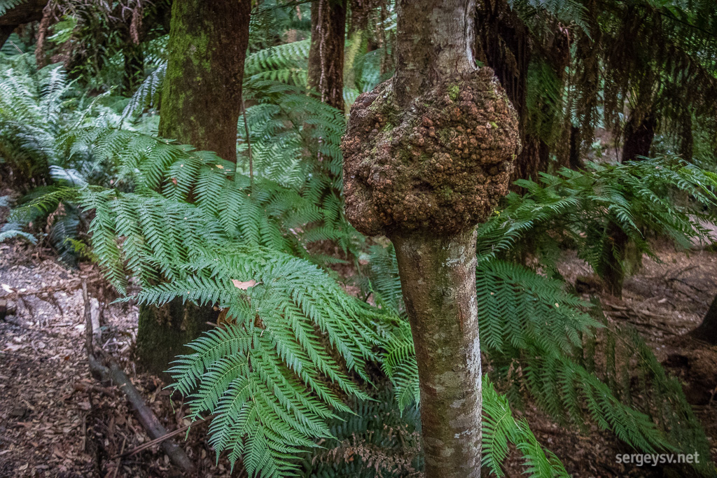 Did I say I love ferns?