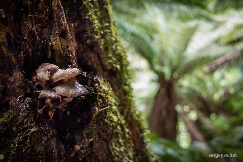 More mushrooms!