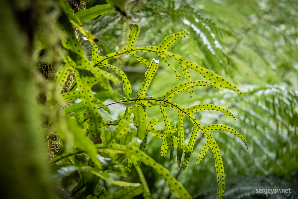 More fancy leaves!