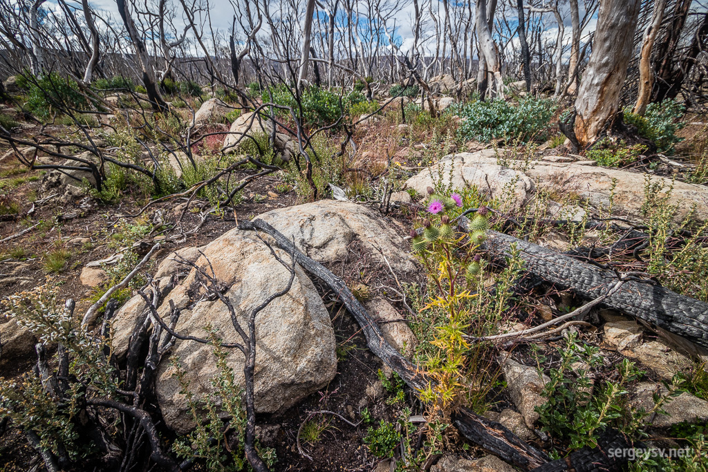 Vegetation is sparse.