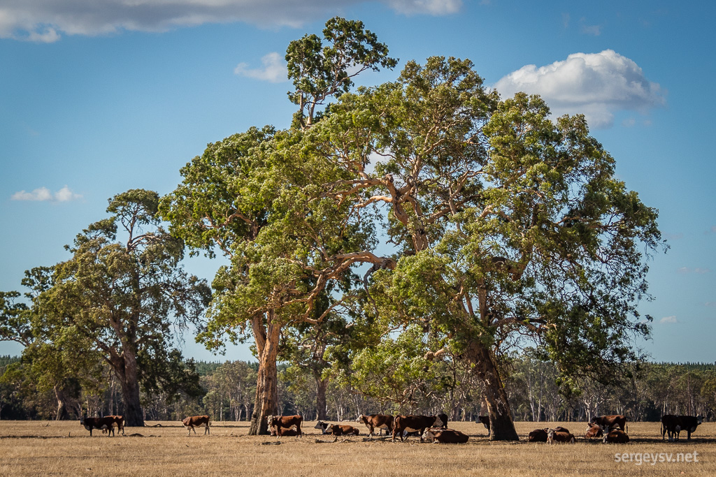 Victorian cows resting in shade.