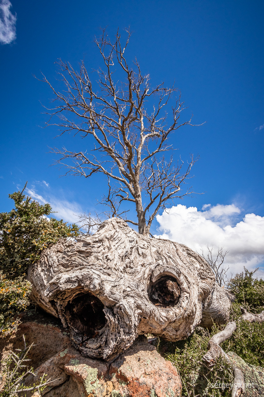 Some interesting deadwood, too.