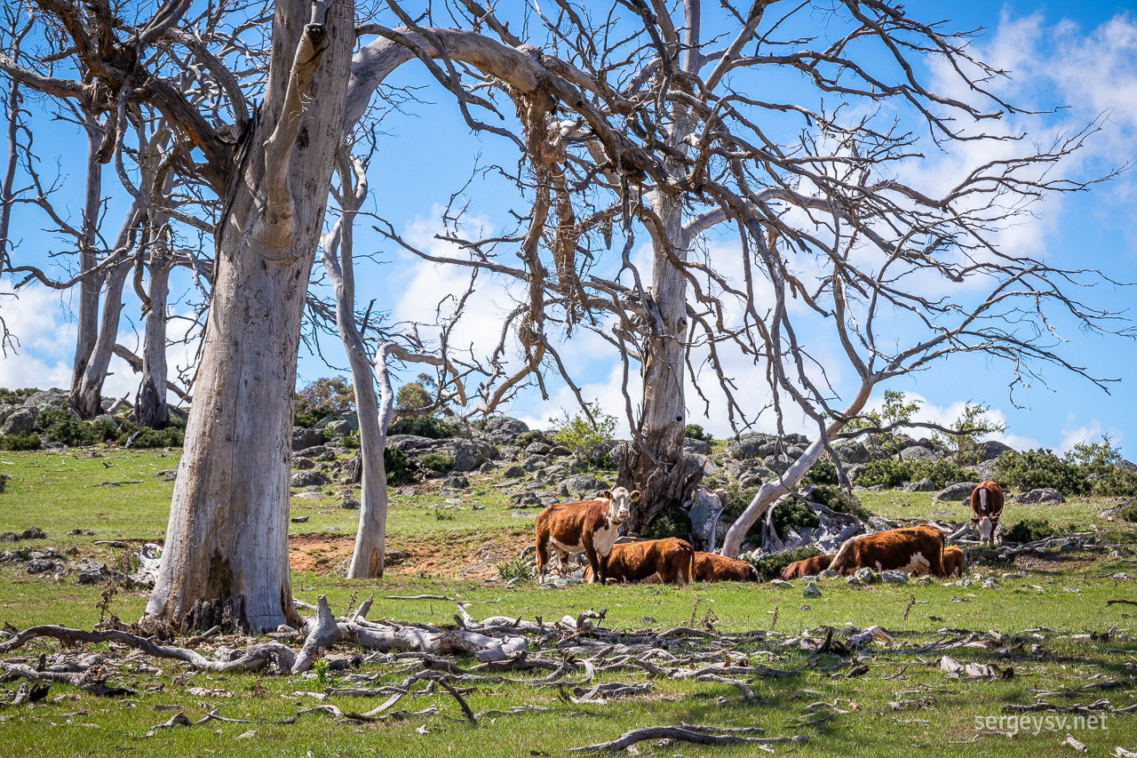 Cows!