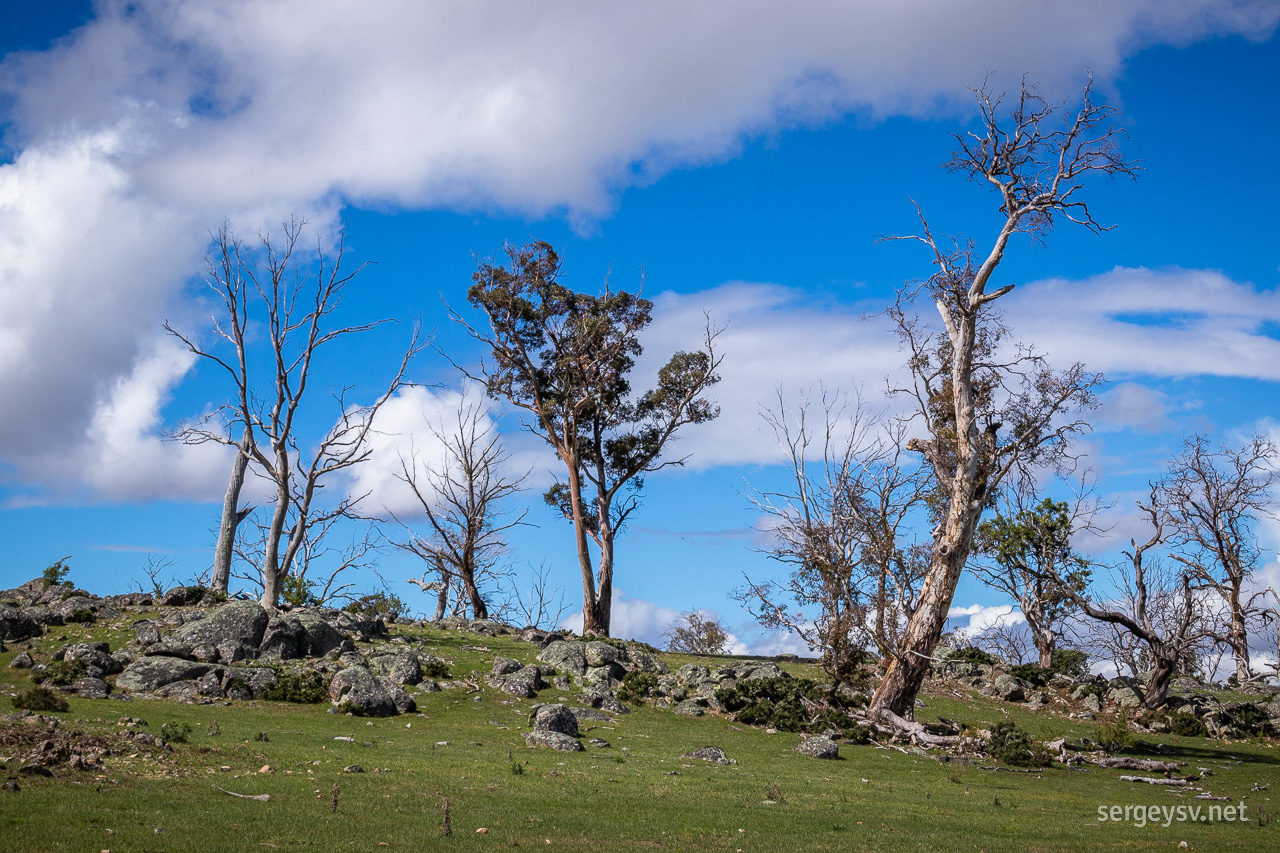 More trees! More rocks!