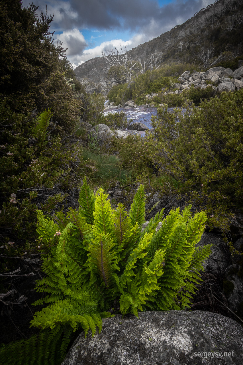 Many different shades of green around.