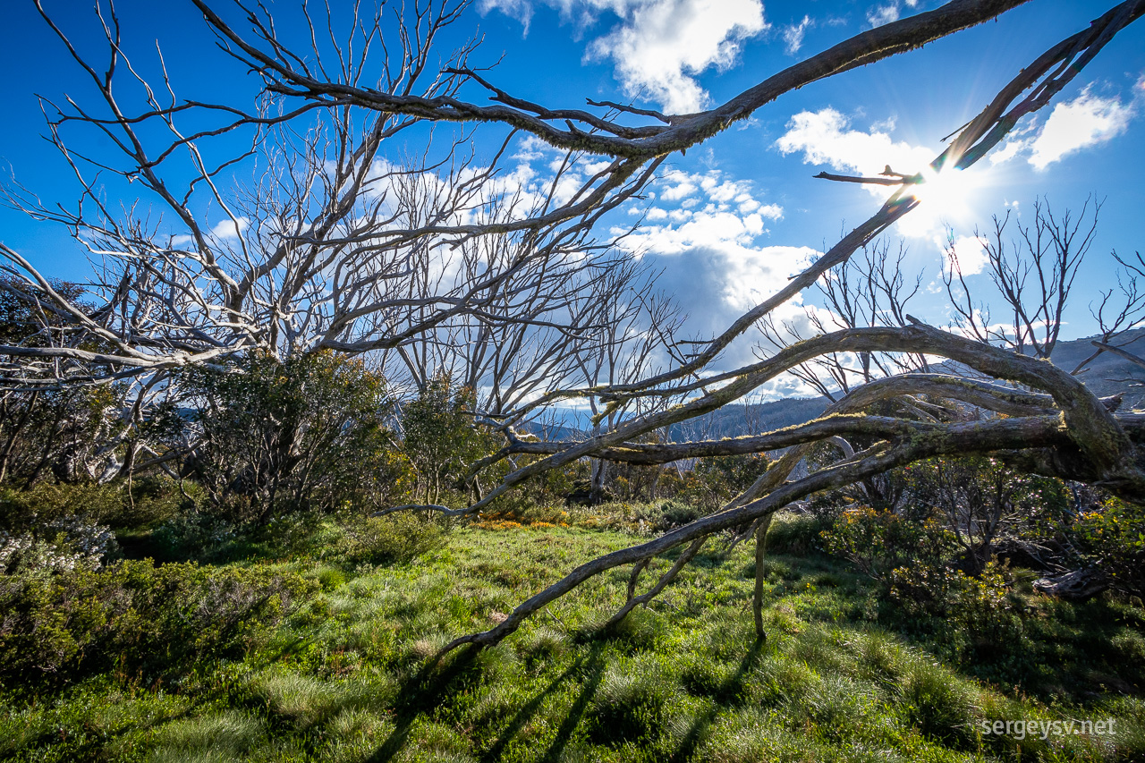 Lots of grass and moss around, too.