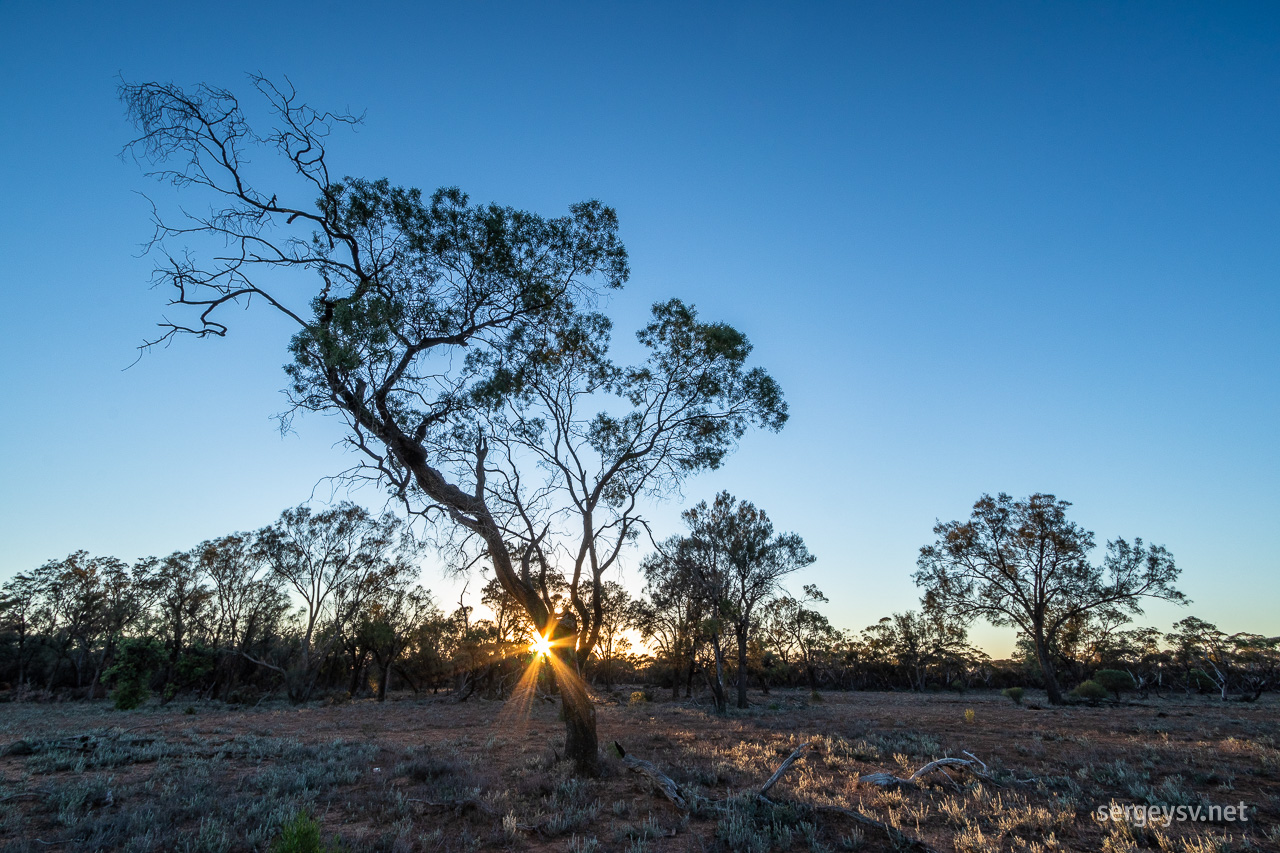 The scrubland awakens.