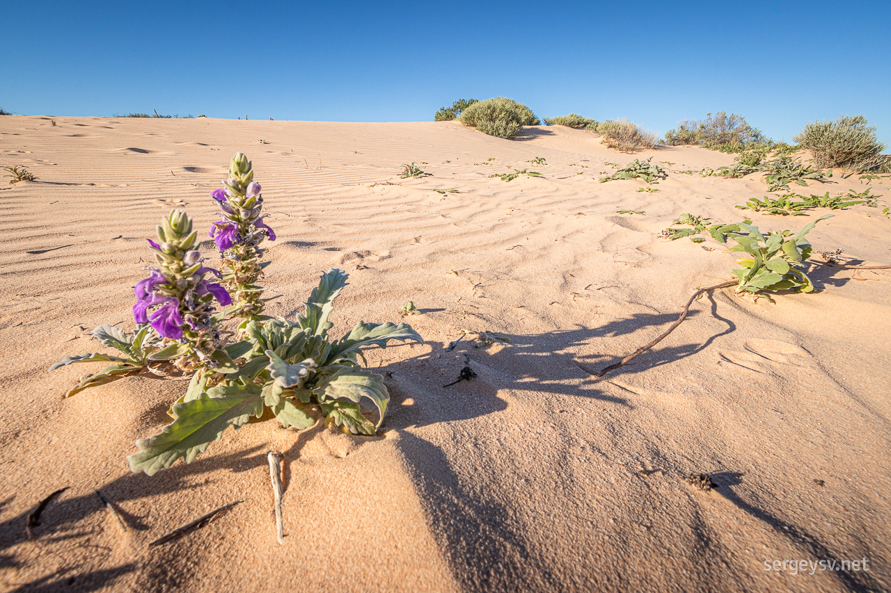 The native vegetation still looks better, I think.