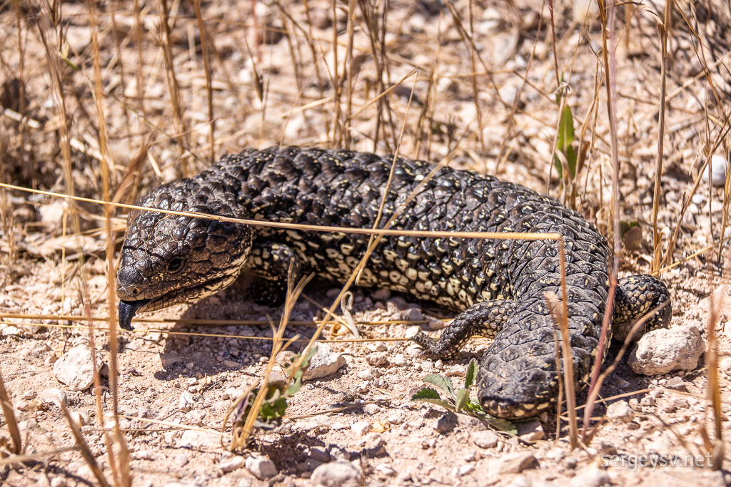 A roadside shingleback.