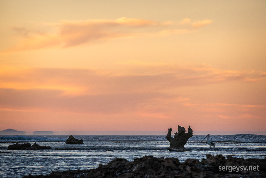 The Pelican and the Iron Throne.