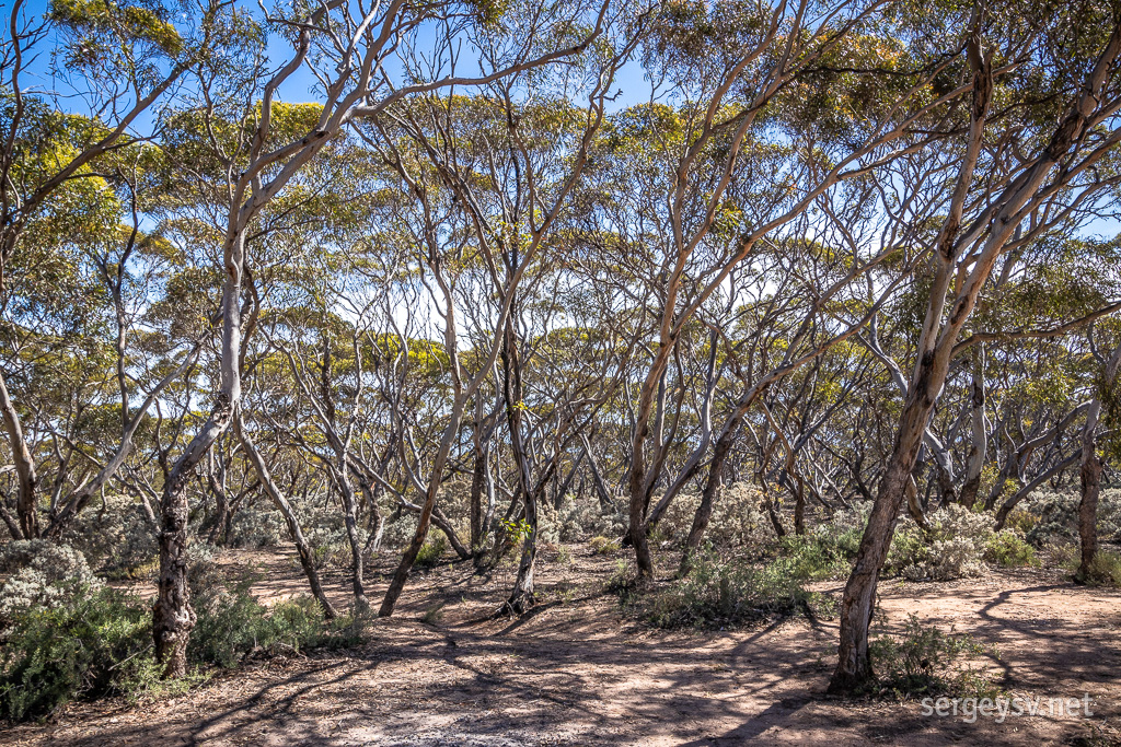 The Nullarbor mallee.