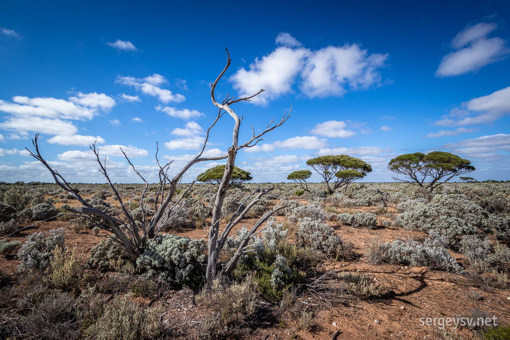 Always liked myself some red dirt and saltbush.