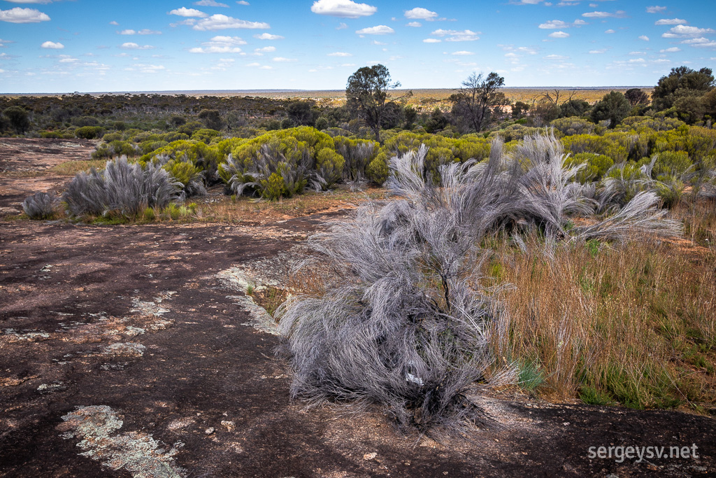 Looks very Western-Australian.