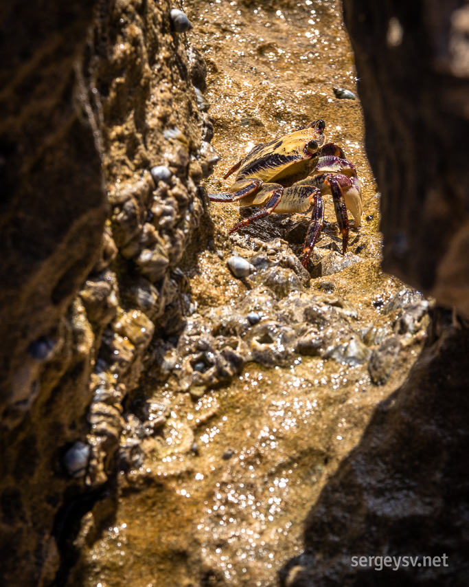 This tiny crab certainly is.