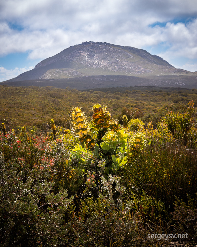 Mount Barren (view from the back) and a hakea.
