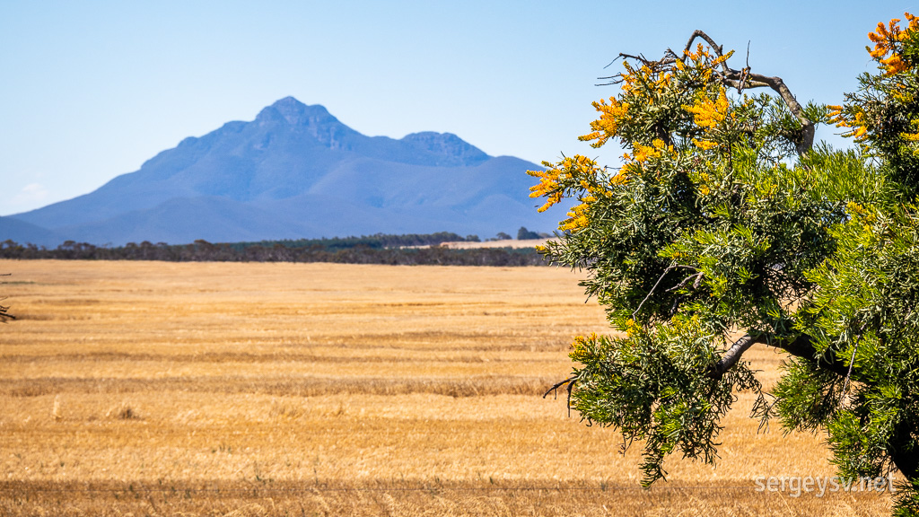 A look from the other side (with those interesting yellow-flowered trees that are numerous out here).